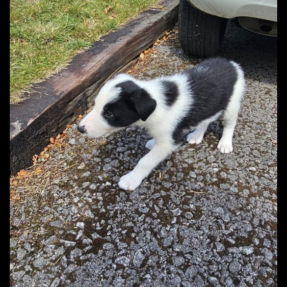 Border Collie - Dogs