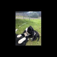 Border Collie - Both
