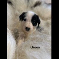Border Collie - Both