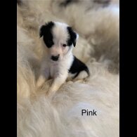 Border Collie - Both
