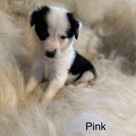 Border Collie - Both