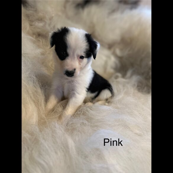 Border Collie - Both