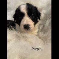 Border Collie - Both