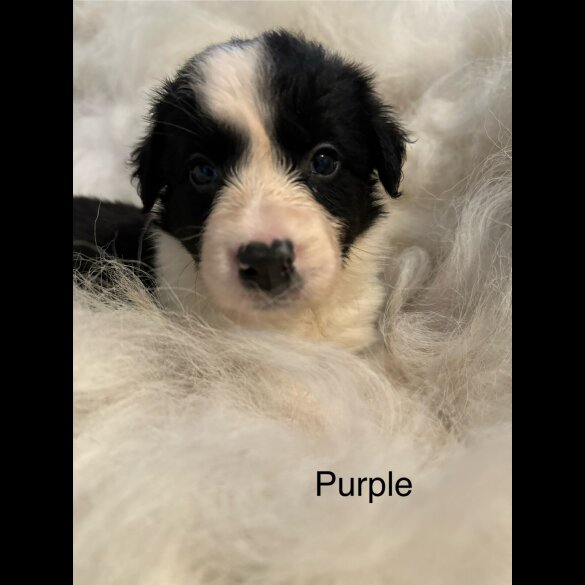Border Collie - Both