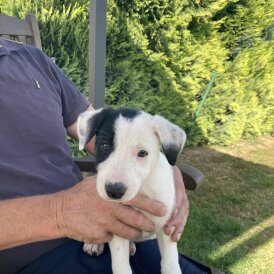 Border Collie - Both