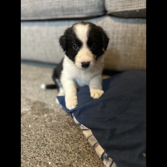 Border Collie - Both