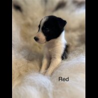 Border Collie - Both