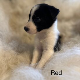 Border Collie - Both