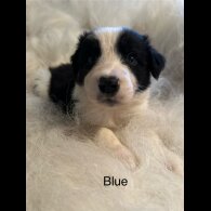 Border Collie - Both