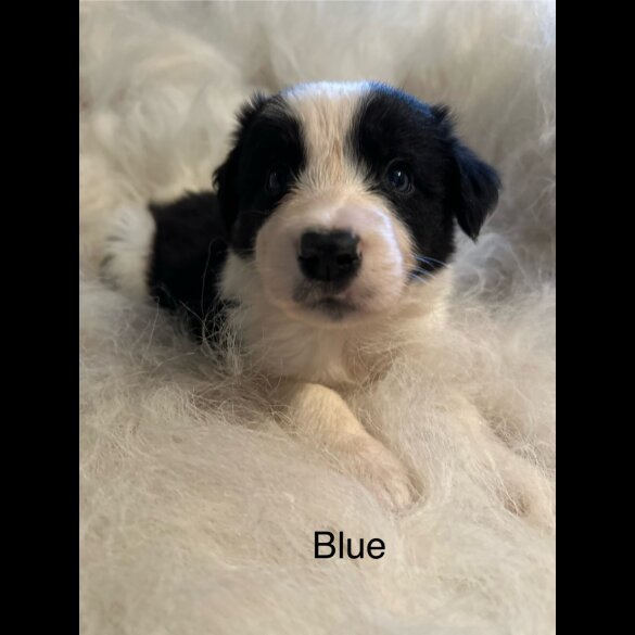 Border Collie - Both