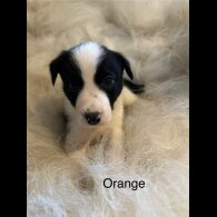 Border Collie - Both