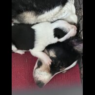 Border Collie - Both