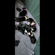 Border Collie - Both