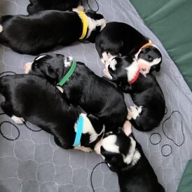 Border Collie - Both