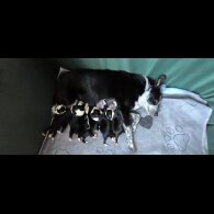 Border Collie - Both