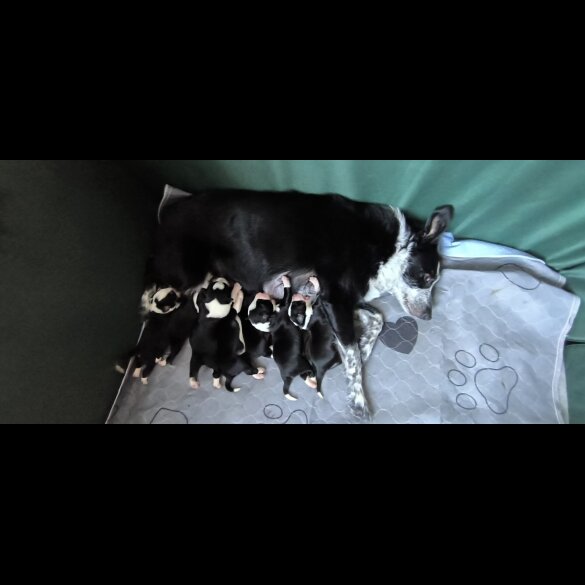 Border Collie - Both