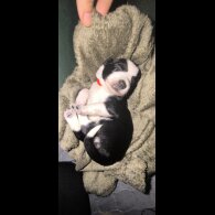 Border Collie - Both