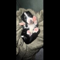 Border Collie - Both