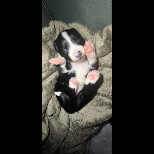 Border Collie - Both