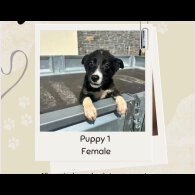 Border Collie - Both