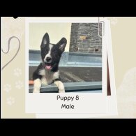 Border Collie - Both