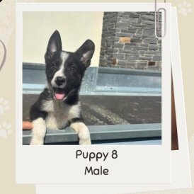 Border Collie - Both