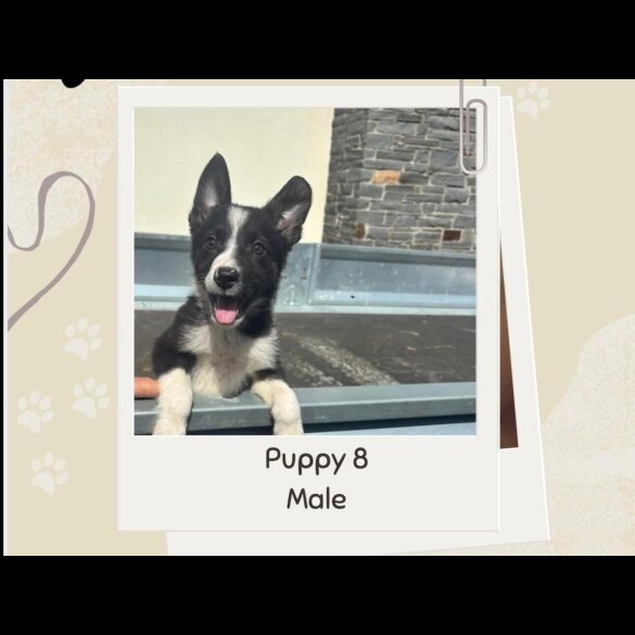 Border Collie - Both