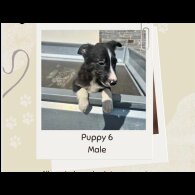 Border Collie - Both