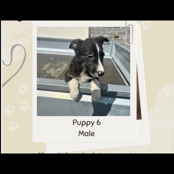 Border Collie - Both