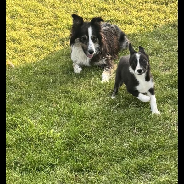 Border Collie - Both