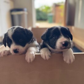 Border Collie - Both