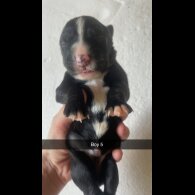 Border Collie - Both