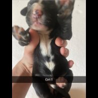 Border Collie - Both
