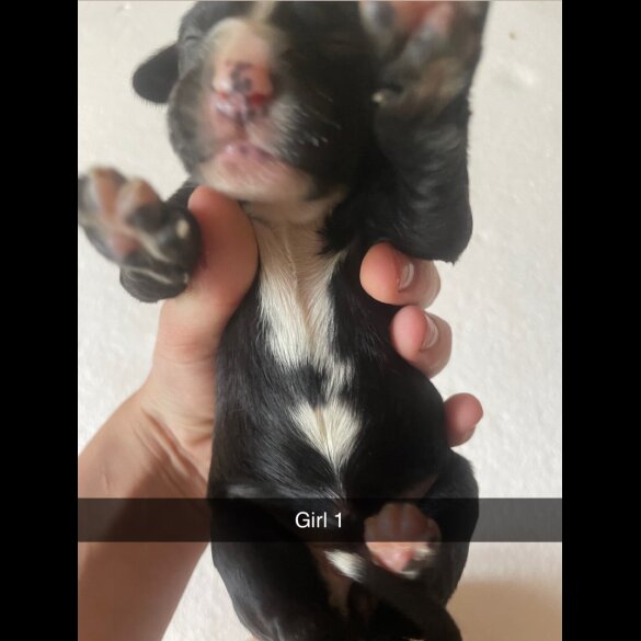 Border Collie - Both