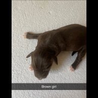 Border Collie - Both