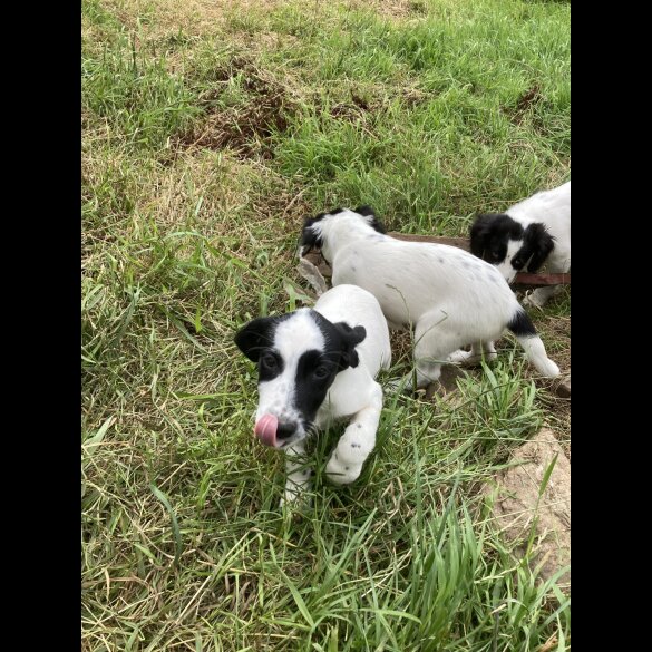 Mixed Breed - Both