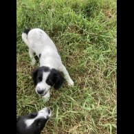 Mixed Breed - Both