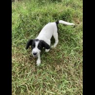 Mixed Breed - Both