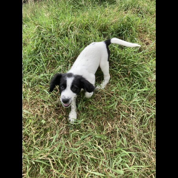 Mixed Breed - Both