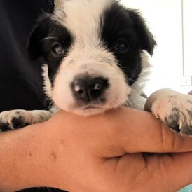 Border Collie - Both