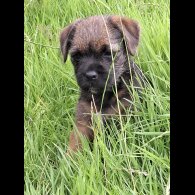 Border Terrier - Bitches
