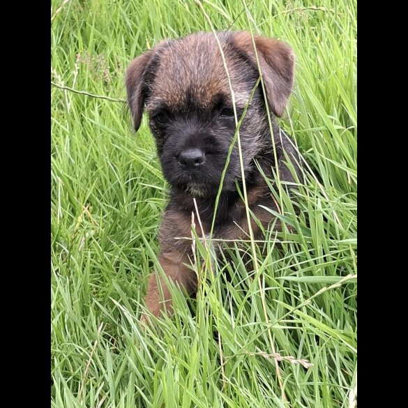 Border Terrier - Bitches