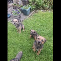 Border Terrier - Bitches