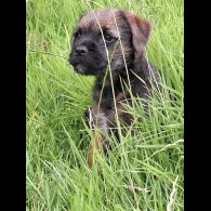 Border Terrier - Bitches