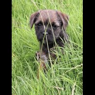 Border Terrier - Bitches