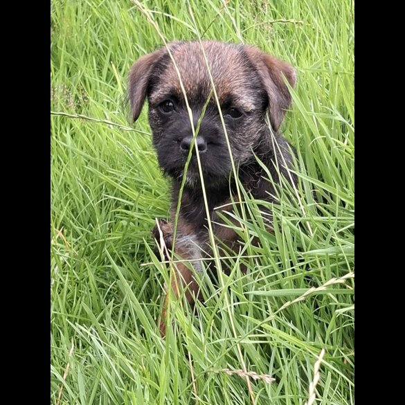 Border Terrier - Bitches
