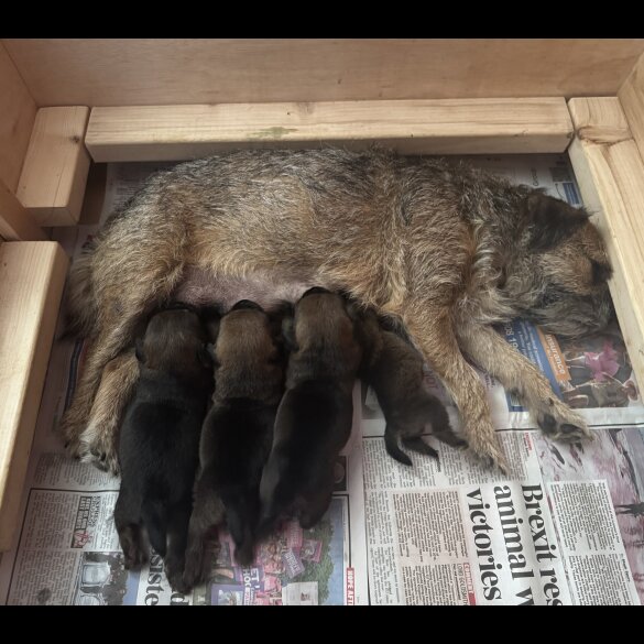 Border Terrier - Both