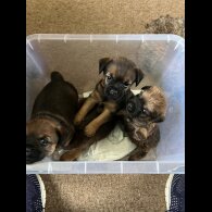 Border Terrier - Both