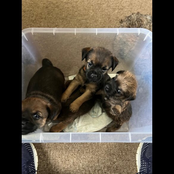 Border Terrier - Both