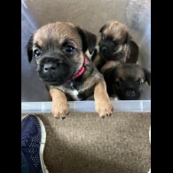 Border Terrier - Both